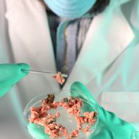 Laboratory Worker Testing Meat for e. coli
